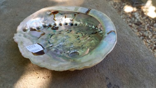 Conchiglie abalone grandi - grandi, 15