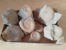 Ammoniti, 7 x, Jura Malm