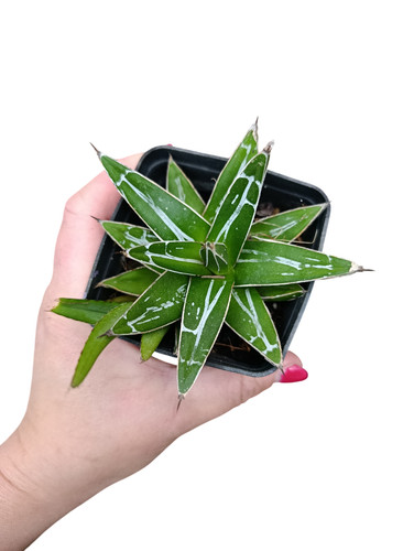 Agave regina vittoria pianta - agave,
