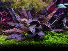 Cryptocoryne wendtii 'Brown'
