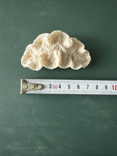 Corallo manica areolata 8cm - manica,