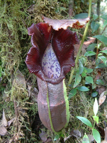 Nepenthes naga semi - nepenthes, –