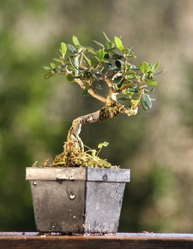 Prebonsai olivastro - prebonsai,