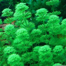 Piante acquatiche acquario