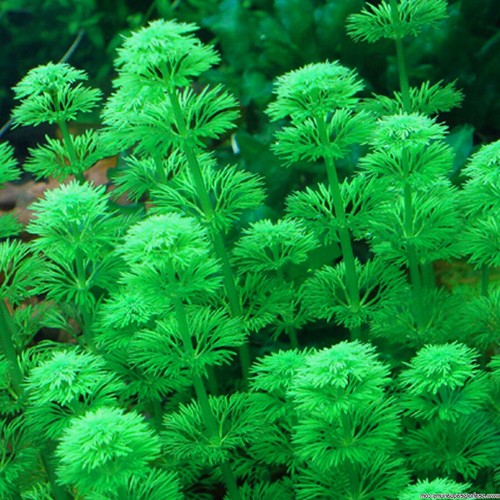 Piante acquatiche acquario