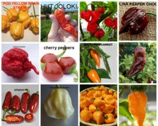 120 Semi di PEPERONCINO in 12 varietà tra le più calde e gustose del mondo