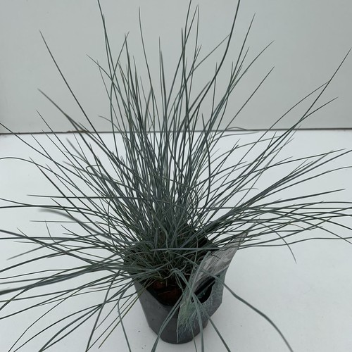 Festuca blu - festuca,