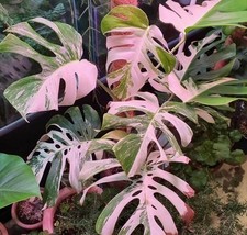 80002789 Monstera Variegata 5