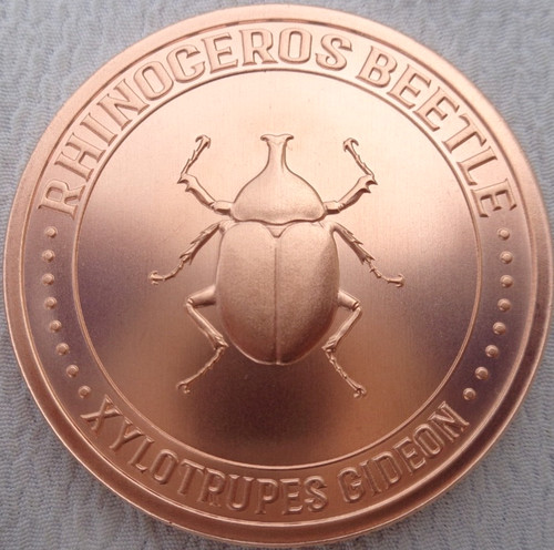 Oncia rhinoceros beetle 6 - 1,