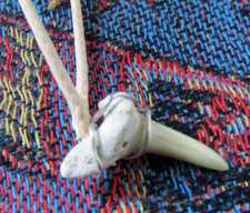 Dente di squalo caraibico