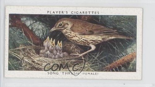 1937 player birds their - birds,