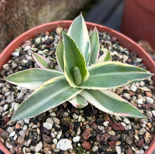 Vendita raro cactus agave - vendita,