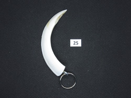 Wild boar tusk pendant no - boar, (no