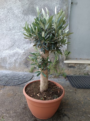 Ulivo bonsai vaso - vaso,