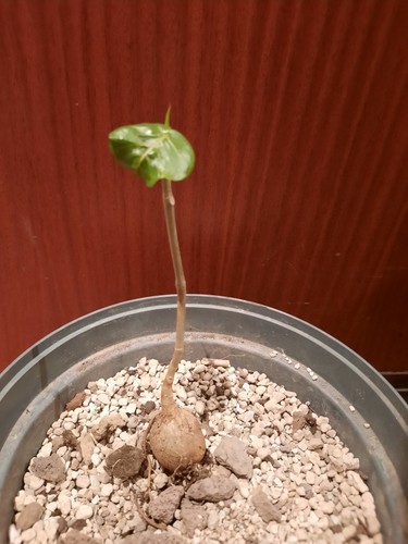 Ficus palmeri con - , germoglio