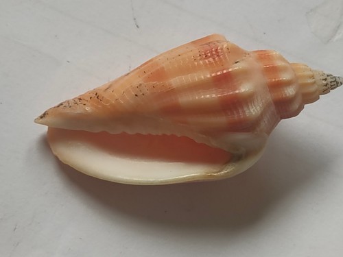 Conchiglia shell callipara - conchiglia,