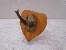 HAXXTP - Corna Di Capriolo Su