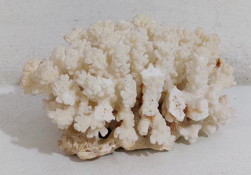 80890 antico corallo bianco - 80890,