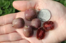 20 Semillas  seeds De Kiwi