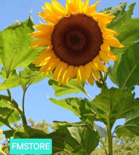 Girasole gigante sunflower - -,