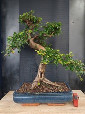 bonsai  olmo cinese   h 65 cm