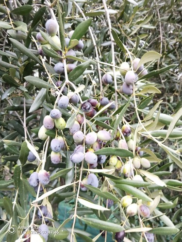 Olio extravergine oliva - extravergine,