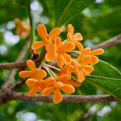 olea fragrans