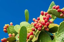 Talee fichi india - ,