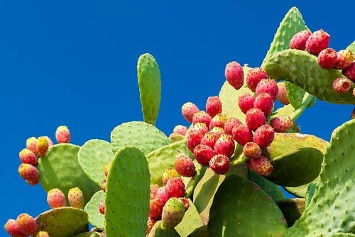Talee fichi india - di,