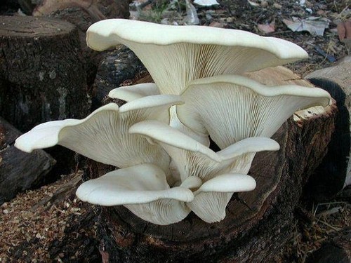 Pleurotus pulmonarius micelio