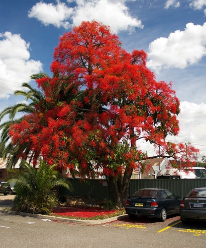 Brachychiton acerifolius - brachychiton,