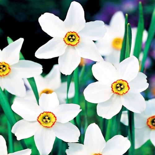 Narcisi bulbi fiori cipolle - bulbi,