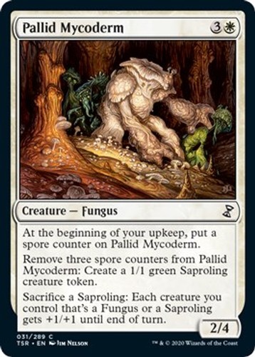 Pallid mycoderm quasi - mycoderm,