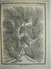 BOTANICA - fig.1755 - PINO -