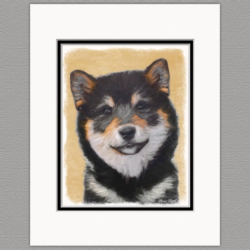 Shiba inu cane - cane, marrone