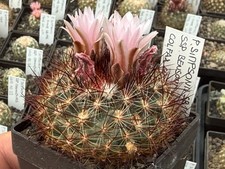 Pediocactus simponii ssp