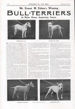 BULL TERRIER 1924 NETHERLEIGH