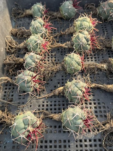 2pcs thelocactus - 2pcs,
