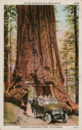 Cartolina antica wawona - cartolina, tree