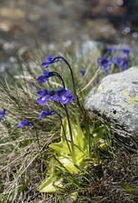 Pinguicula balcanica pianta - balcanica,