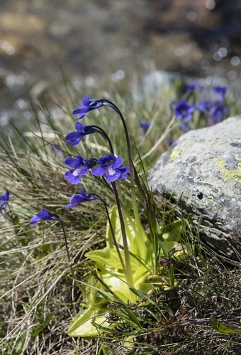Pinguicula balcanica pianta - -,