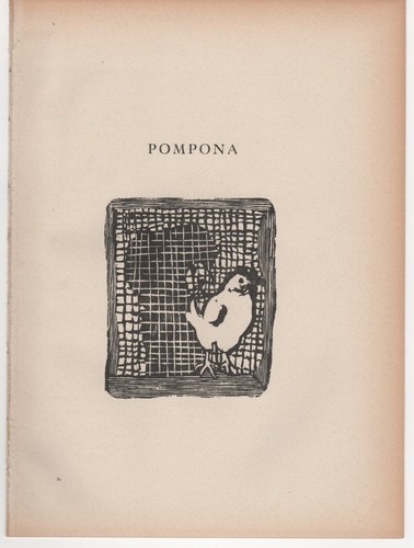 Mino maccari pompona - mino,