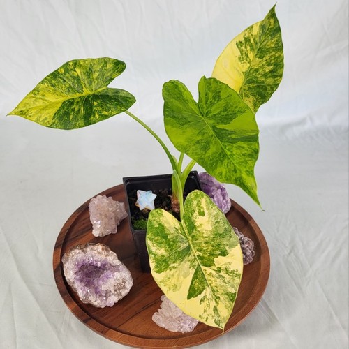Alocasia gageana aurea - alocasia,