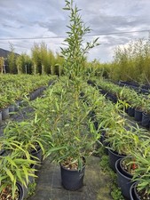 Bambù aurea - Bambù