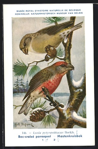 Cartolina artista hubert - cartolina,