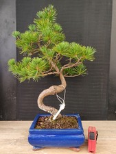 bonsai di pino pentaphilla h