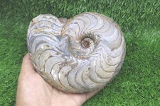 Raro fossile di ammonite