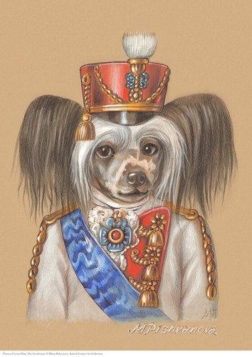 Chinese crested dog - dog, a3