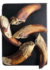 Corno di Agnello Midollo