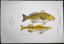 1831,PRETRE ORIGINALE ENGR. BELLISSIMO ANTICO ACQUERELLO BARBUTO PESCE CROAKER XKM